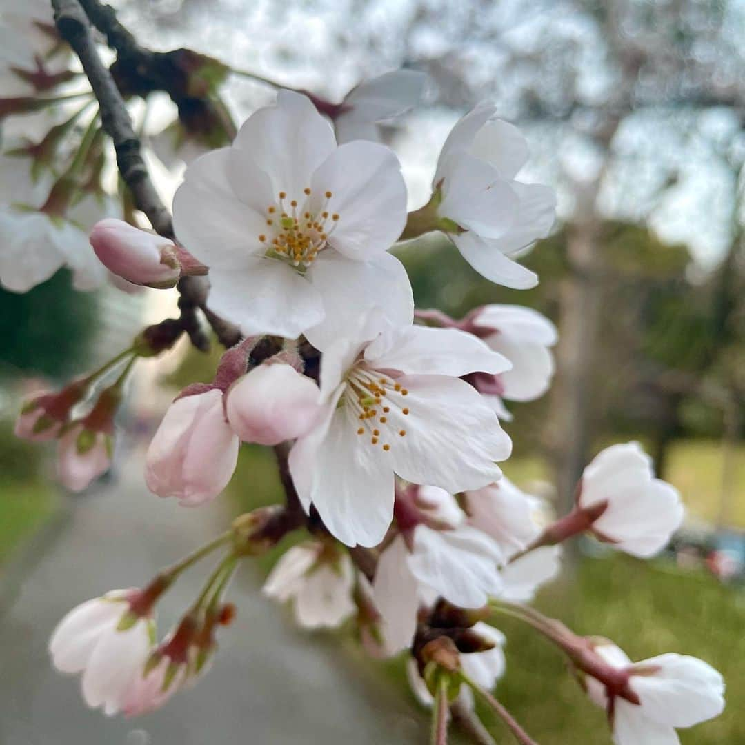 吉井明子さんのインスタグラム写真 - (吉井明子Instagram)「🌸🌸🌸  昼間に見た桜🌸  #東京の桜 #桜 #cherryblossom #sakura #벚꽃 #樱花 #3月24日 #気象予報士 #気象キャスター #weatherforecaster #기상캐스터　#氣象主播 #吉井明子 #nhk #bs4k #bs1 #bsニュース4k」3月25日 0時56分 - akiko_yoshii_sunny_rain