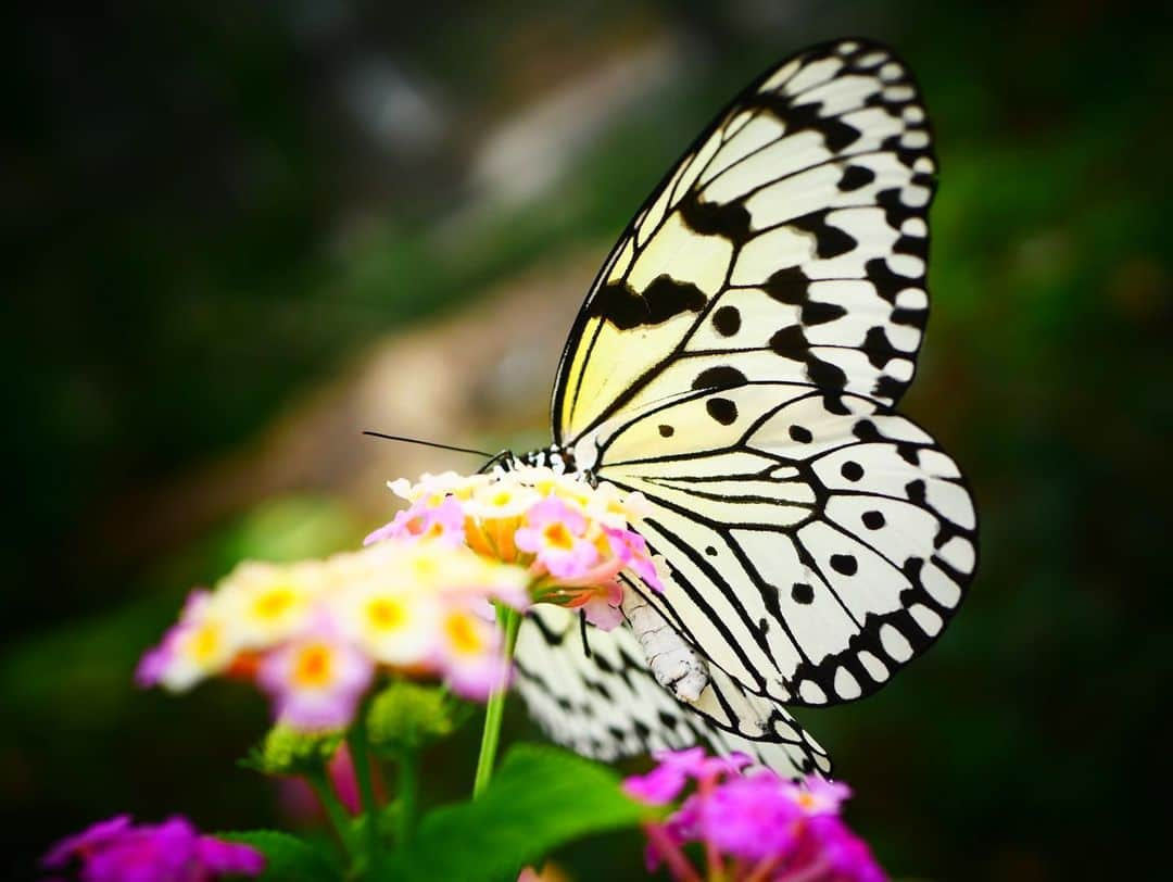 松下萌子さんのインスタグラム写真 - (松下萌子Instagram)「#多摩動物公園昆虫館  🦋🦋🦋 虫好きの私は笑 かなり興奮しました🥰」3月25日 13時44分 - moecochalkart