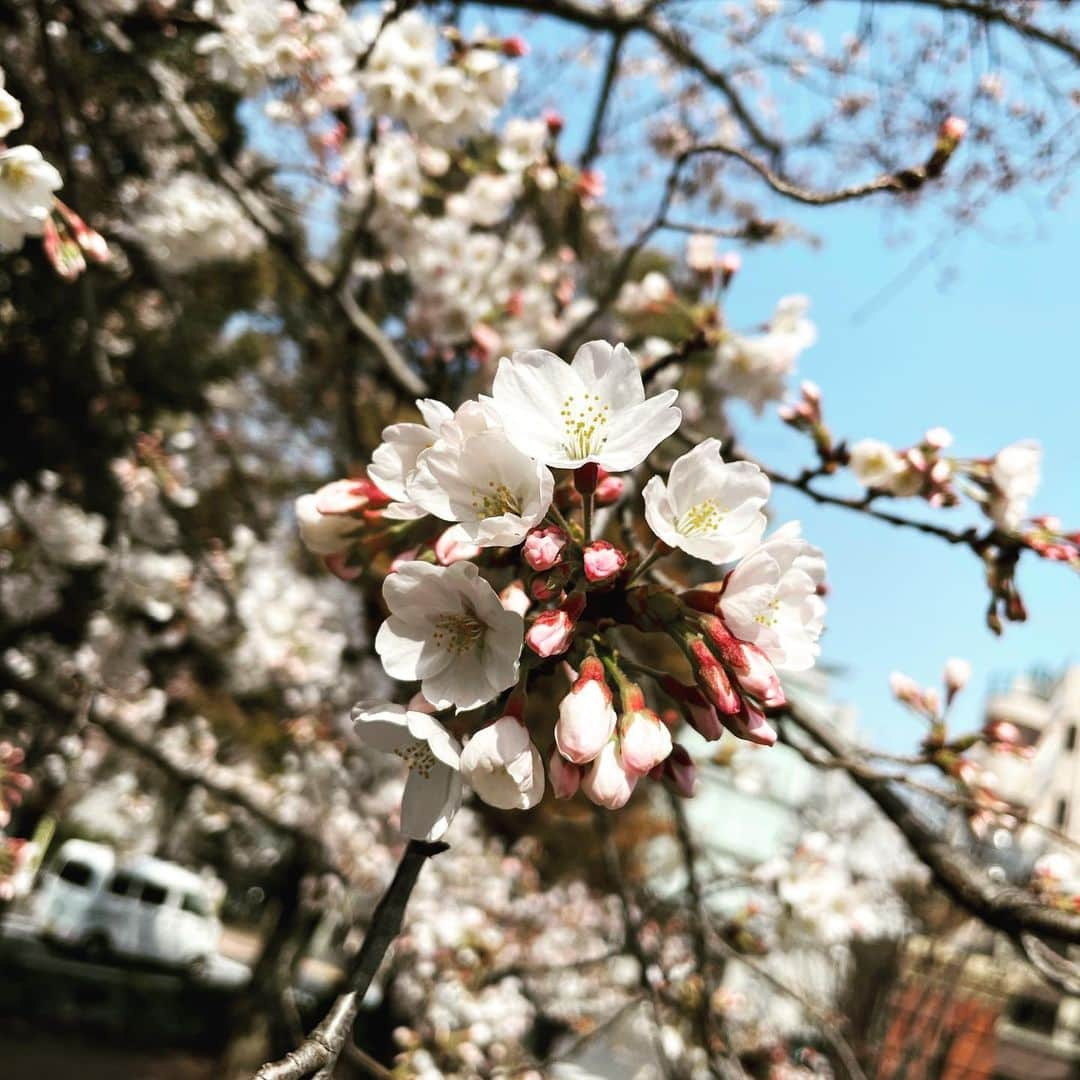 田谷野亮のインスタグラム：「久しぶり！🌸」