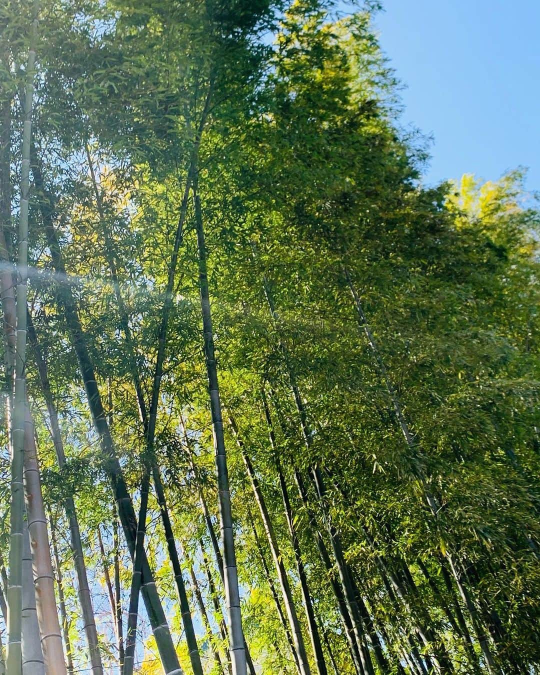 田中悦子さんのインスタグラム写真 - (田中悦子Instagram)「おはようございます❣️  竹林もキレイだったのです。  緑が濃い〜な❣️  京都行きたいなぁ❣️  #竹林 #竹 #散歩 #bamboo #寺の竹林」3月25日 7時00分 - etsuko.reborn25