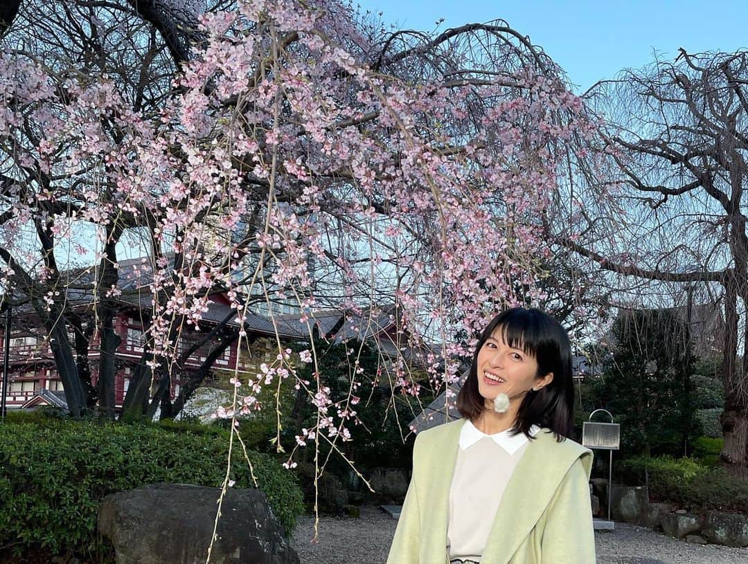 太田景子さんのインスタグラム写真 - (太田景子Instagram)「けさは東京都港区の増上寺🗼 枝垂れ桜とソメイヨシノをご紹介しました。  東京タワーと桜の共演が楽しめるおなじみのスポットですが、こちらのソメイヨシノは週末には見ごろを迎える予想です🌸  一週間、たくさんのコメントをありがとうございました😊 皆さんの温かいコメントに毎日元気をもらっています🙌🏻💕  また日曜日にお会いしましょう😀」3月25日 8時31分 - keiko_ota1121