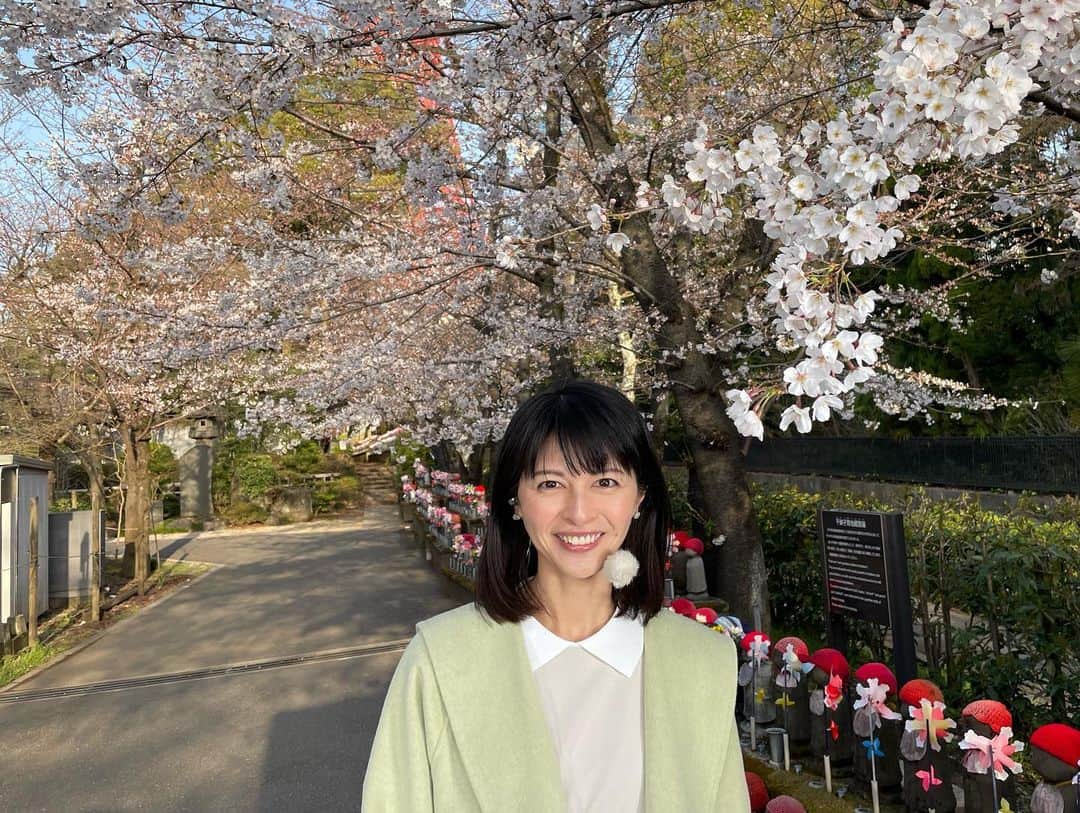 太田景子さんのインスタグラム写真 - (太田景子Instagram)「けさは東京都港区の増上寺🗼 枝垂れ桜とソメイヨシノをご紹介しました。  東京タワーと桜の共演が楽しめるおなじみのスポットですが、こちらのソメイヨシノは週末には見ごろを迎える予想です🌸  一週間、たくさんのコメントをありがとうございました😊 皆さんの温かいコメントに毎日元気をもらっています🙌🏻💕  また日曜日にお会いしましょう😀」3月25日 8時31分 - keiko_ota1121