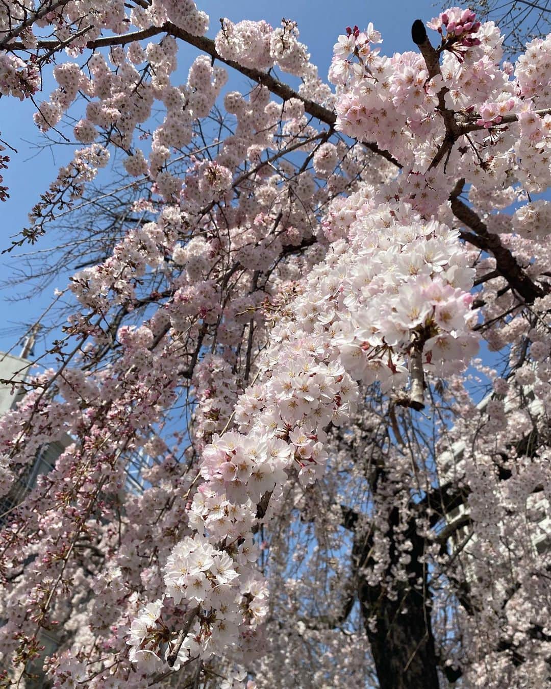 加藤愛さんのインスタグラム写真 - (加藤愛Instagram)「. この下を通るのがとっても好きです🌸♡  #春」3月25日 11時05分 - kitkatoai
