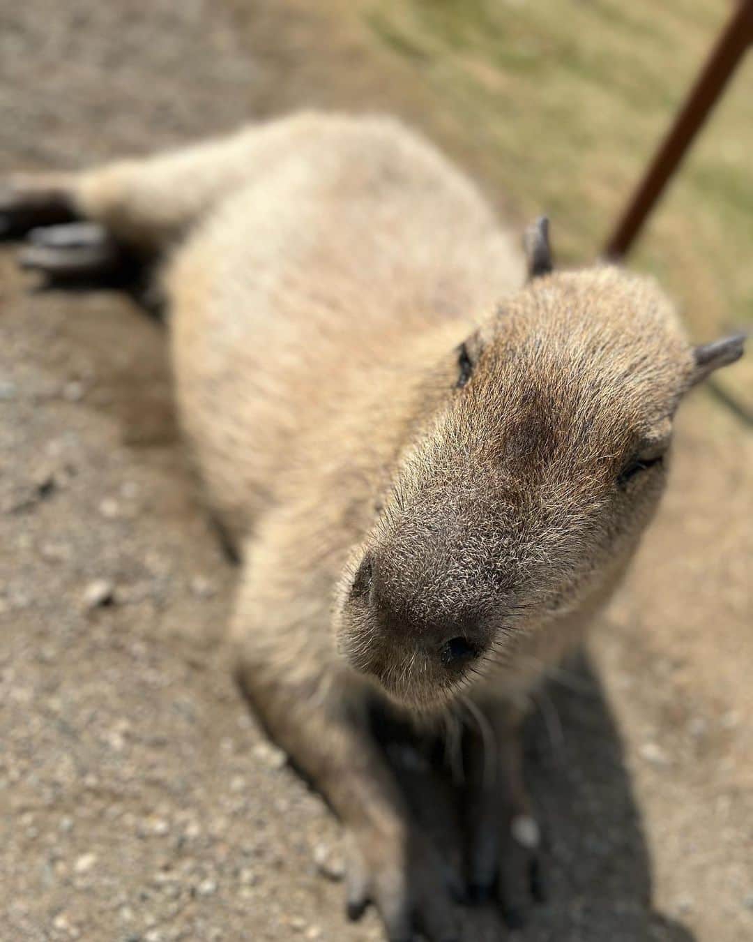 伊藤英明のインスタグラム：「カピバラを見に来ました。カピパラだと思ってた。カピバラの歯がすき🦷 #capybara」
