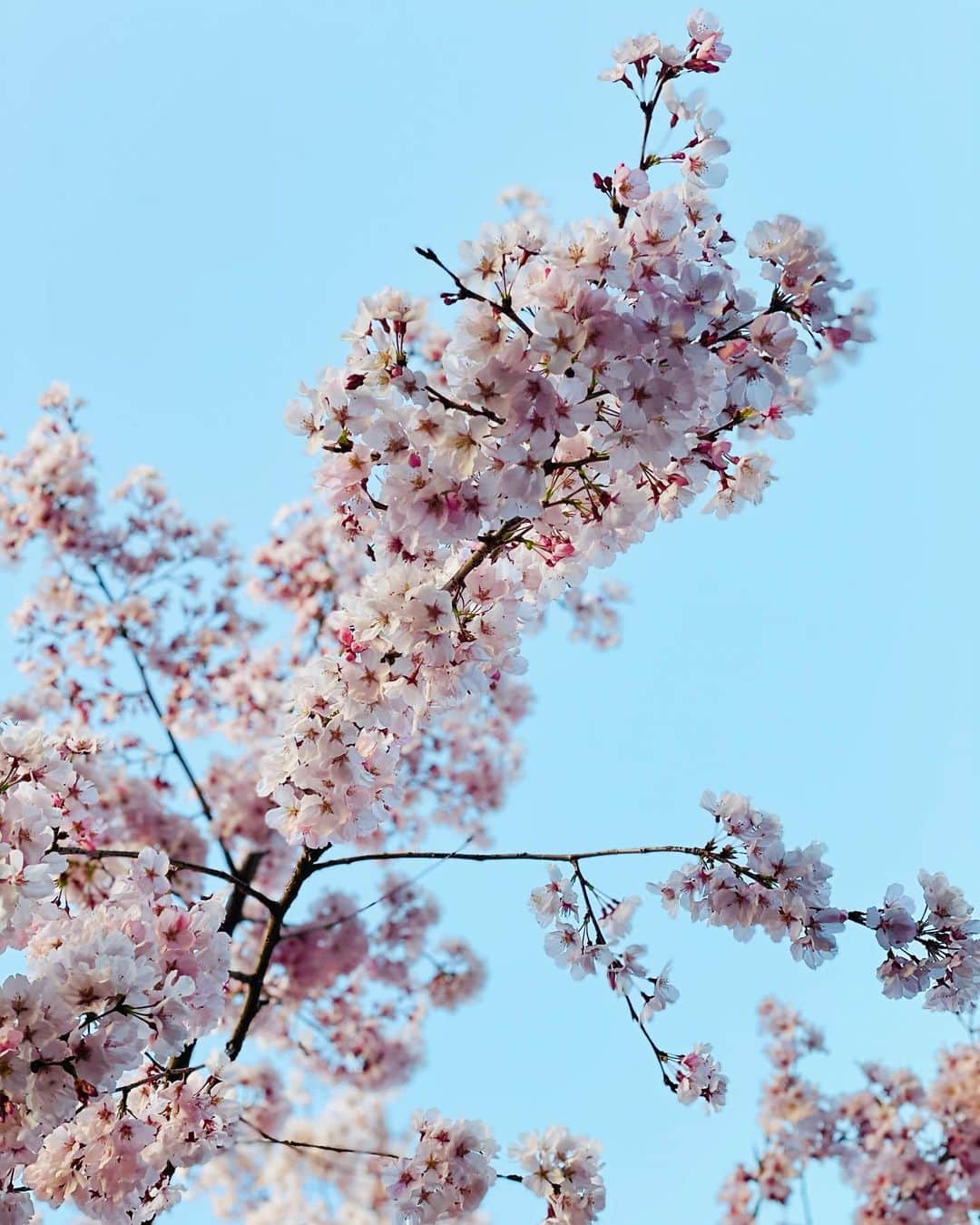 片山萌美のインスタグラム：「🌸  #定期的nature  #cherryblossom  #japan」
