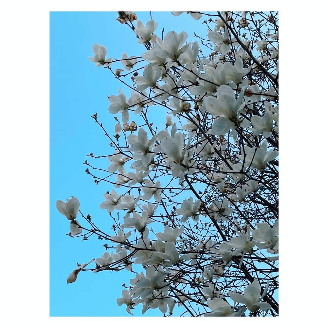望月理恵さんのインスタグラム写真 - (望月理恵Instagram)「この時期、桜もいいですが 木蓮も迫力があって好きです☺️  #木蓮#好きな花 #天に向かって伸びて咲く」3月25日 16時43分 - mochiee28