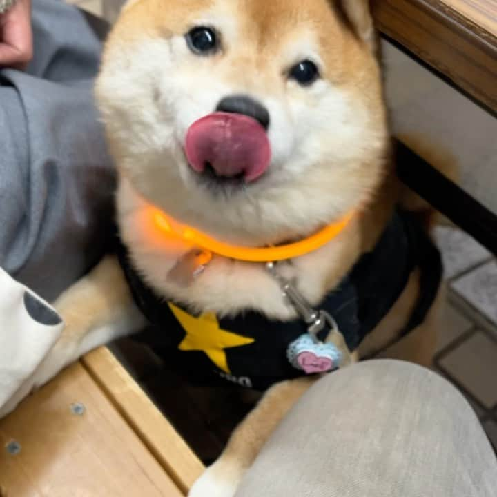 豆柴つむじくんのインスタグラム：「やきとんバースデー #豆柴 #柴犬 #시바견 #shiba #shibainu #shibastagram #shibalove #shibadog #つむじ #ここ柴部 #お誕生日 #hbd」