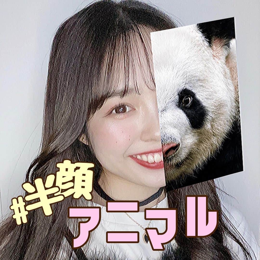 Snow 顔認識カメラアプリさんのインスタグラム写真 Snow 顔認識カメラアプリinstagram 半顔アニマル ルーレット ランダムに流れてくる半顔の動物 どの動物が似合うかな Snow 半顔 顔隠し加工 エフェクト ルーレット エフェクト紹介 エフェクト