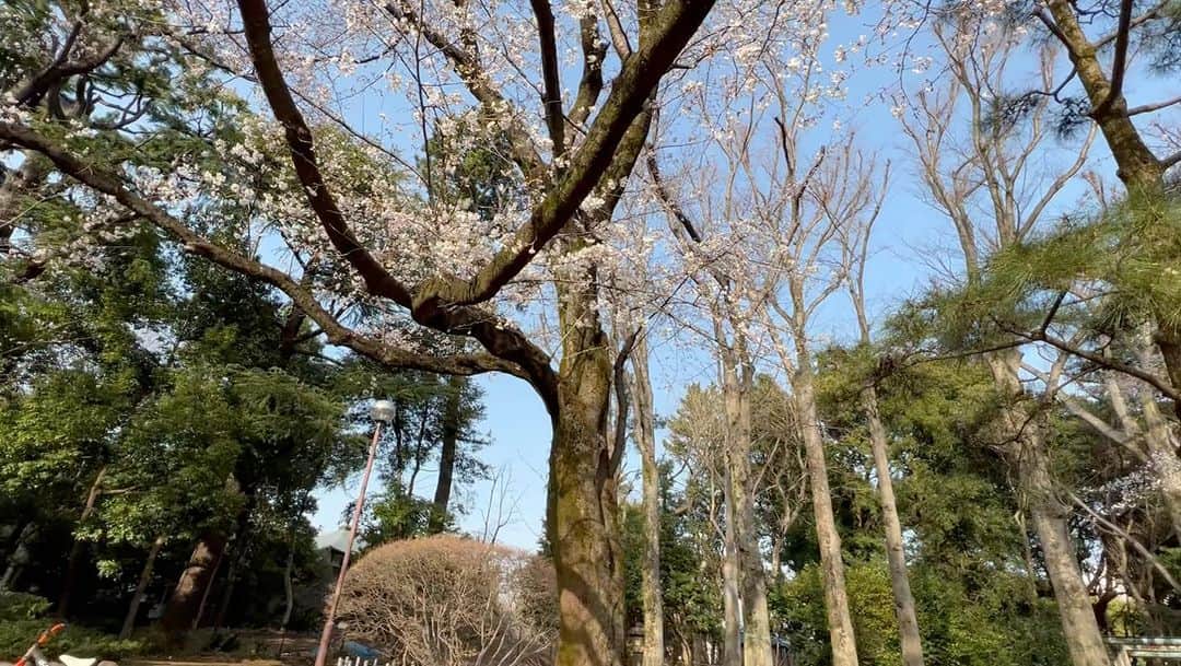 松浦美穂のインスタグラム：「5分咲きの桜の木の下に ゴロンと寝転がって  土、太陽、風… 感じながら 湧いてくる グランディングの力」