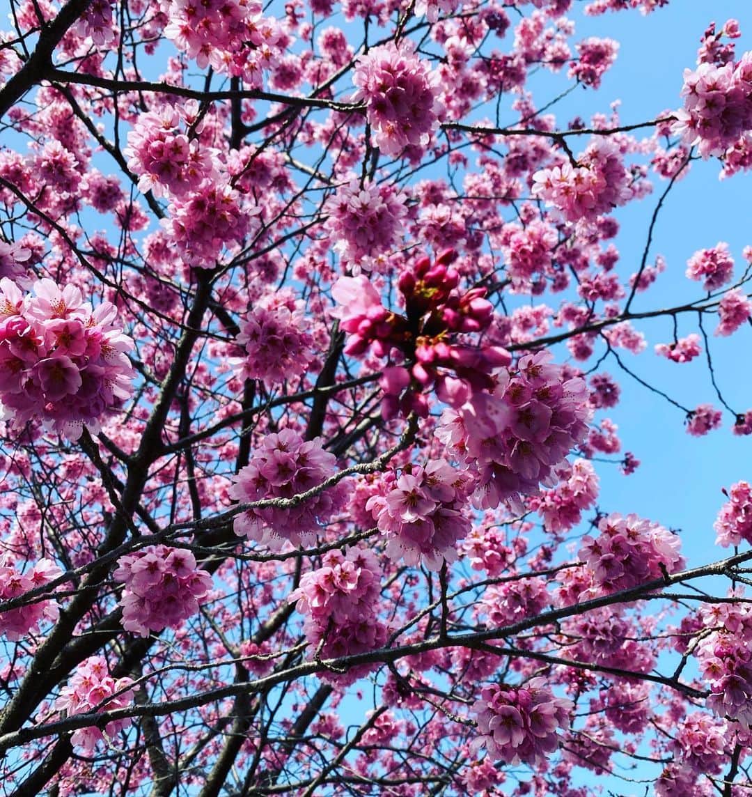 高岡早紀 さんのインスタグラム写真 - (高岡早紀 Instagram)「明日の朝には、この蕾たちも咲いてるのかな。。  #朝散歩」3月25日 20時56分 - saki_takaoka