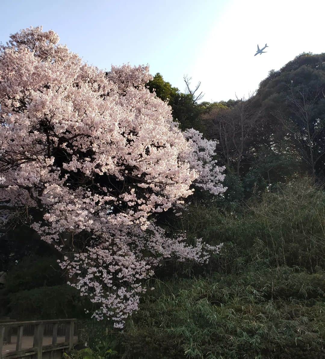 市川笑野のインスタグラム：「高遠小彼岸桜 今日は新宿御苑へ ここでも故郷を感じる事が出来ます #新宿御苑 #高遠小彼岸桜 #高遠小彼岸 #タカトオコヒガンザクラ #タカトオコヒガン #飛行機 #高遠の桜 #japan」
