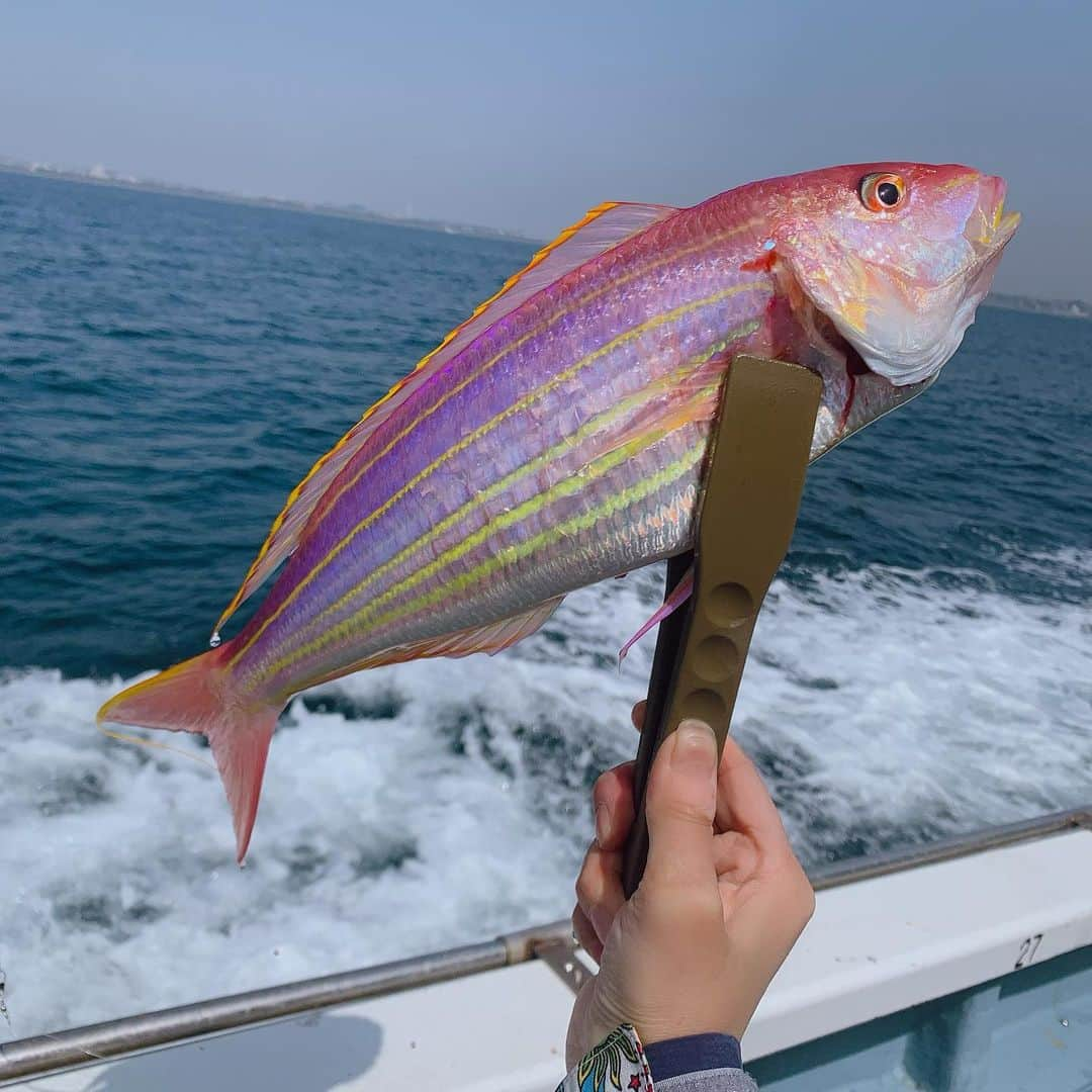 Kajiko Kajikawaさんのインスタグラム写真 - (Kajiko KajikawaInstagram)「2022年、初の船釣り！相模湾にてLTアマダイ行ってきました🐟🐟 長野に引っ越して、管理釣り場ばかり行ってましたが、やっぱり海って素晴らしい😚山の釣りとは全く別物だと改めて実感。  <今日の釣果> -アマダイくんx4 -ガンゾウビラメくんx6 -巨大イトヨリダイx1 -アカボラx1 -キダイx1 -名前忘れちゃった魚x1  ガンゾウビラメくん →からあげに  キダイとアカボラ →甘鯛の出汁もミックスして鯛めしに  アマダイくん →昆布締めと、松笠揚げ 酒蒸し用にちょっとキープ。  アマダイは、一年前にチャレンジして敗戦。。。なんとかリベンジできました！！早速、捌いて食べたんだけど、お魚界でも一軍入りの美味しいお魚だって改めて実感。  反省は一点。 今回、電動リール借りたのですが、 巻き巻きが楽な一方、 PE4号くらいの太さの糸で、アタリが取りにくかった😓 お隣のお兄さんは、細めのPEで手持ちの小型両軸リールで勝負していて、 LTゲームらしい繊細な遊びしてて羨ましかったーーー！ わたしも次回は手持ちのマイタックル持ってくぞ。  #釣り #釣りガール #釣り好き  #釣り好きな人と繋がりたい  #一俊丸 #茅ヶ崎  #鯛 #イトヨリダイ #アマダイ  #Fishing  #fishinglife」3月25日 21時10分 - kajikoo