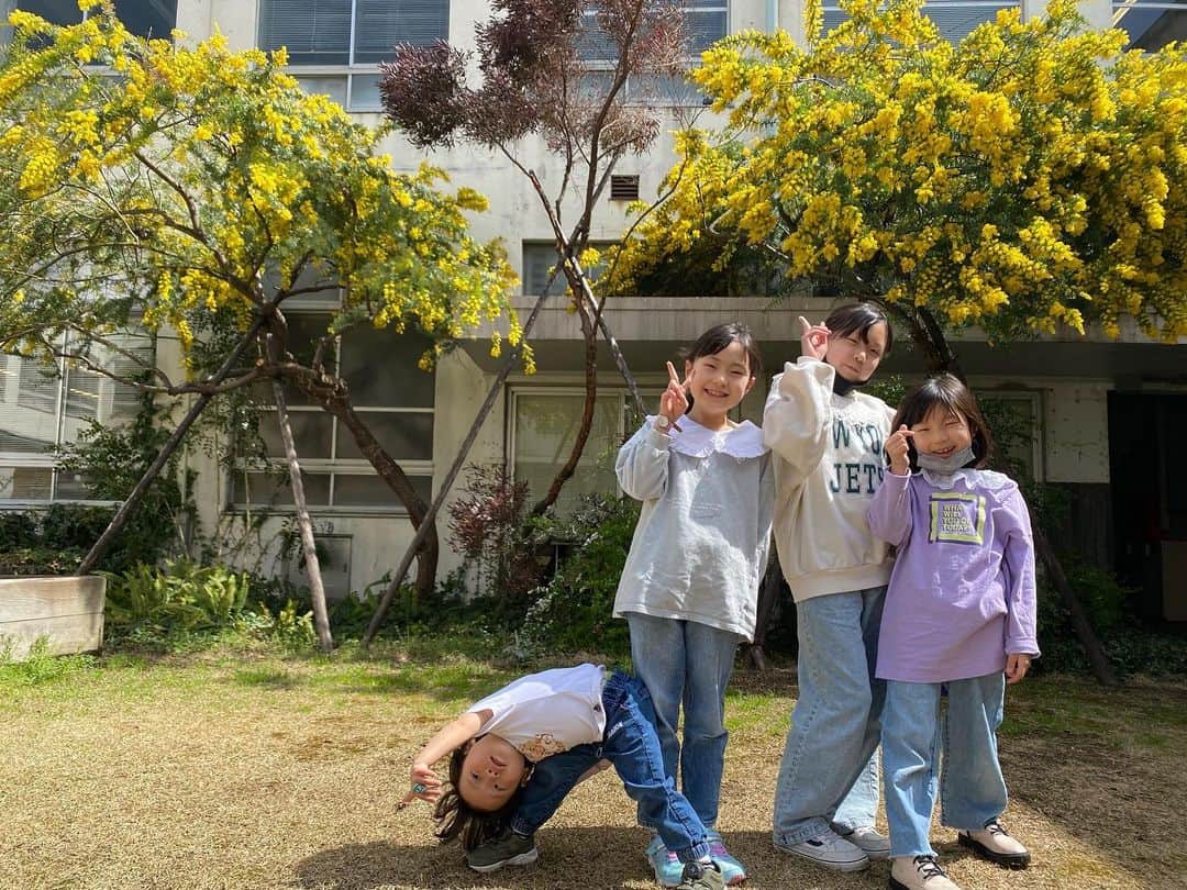 江原千鶴（エハラチヅル）のインスタグラム：「吉本本社のミモザが綺麗だった💛  うたくんはスリーコインズで500円で買ったシャボン玉マシーンがお気に入り〜🫧  #春の訪れ#ミモザ #スリーコインズ #シャボン玉」