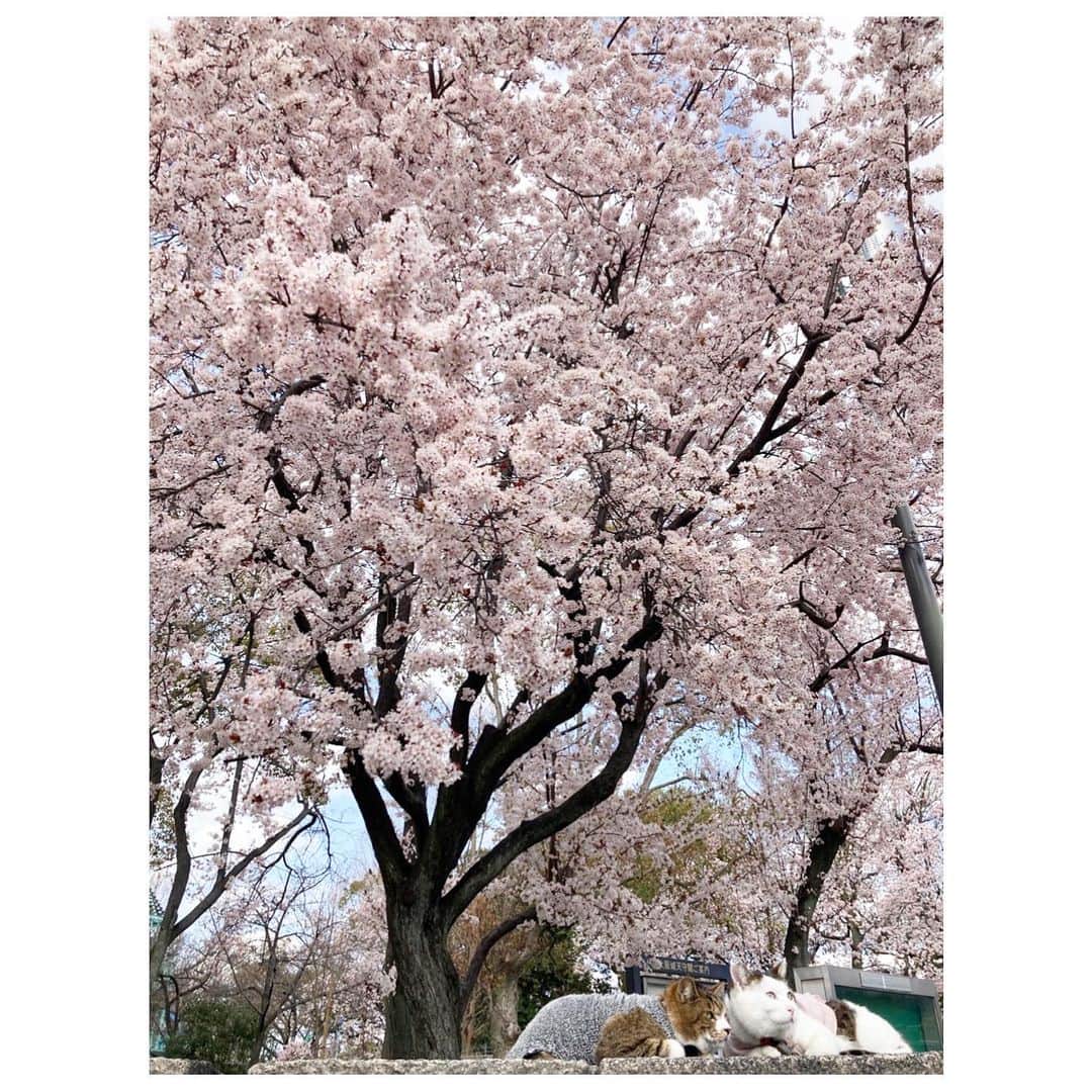 去来川奈央さんのインスタグラム写真 - (去来川奈央Instagram)「. 満開を迎えていました🌸 こんなに早く咲き揃うなんて。  土曜はキモイリ このあと10:30からKBS京都です🐈  #ねことさくら #ねこすたぐらむ #cherryblossom」3月26日 8時17分 - nao.isagawa
