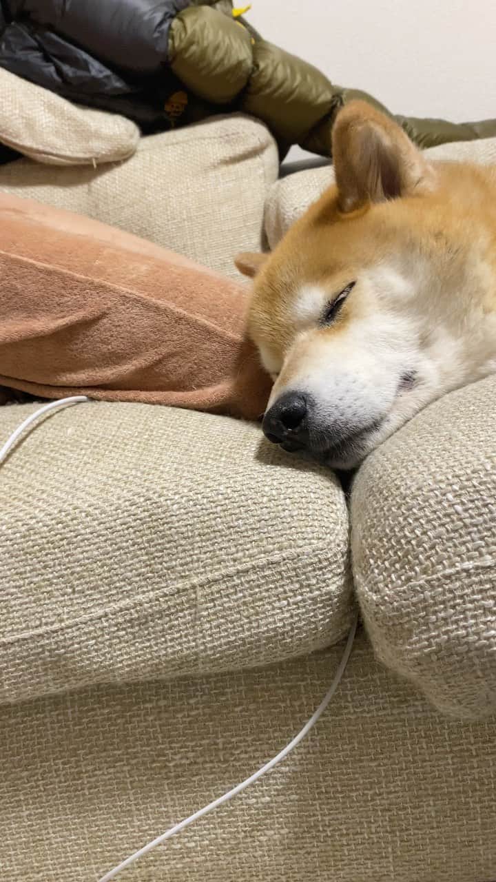 まる（まるたろう）のインスタグラム：「Good night!✨🐶💤✨また明日ね〜 #明日の朝はちぎりパンかな #って考えてる人 #あれ美味しいよね☺️ #パパがよく食べてる」