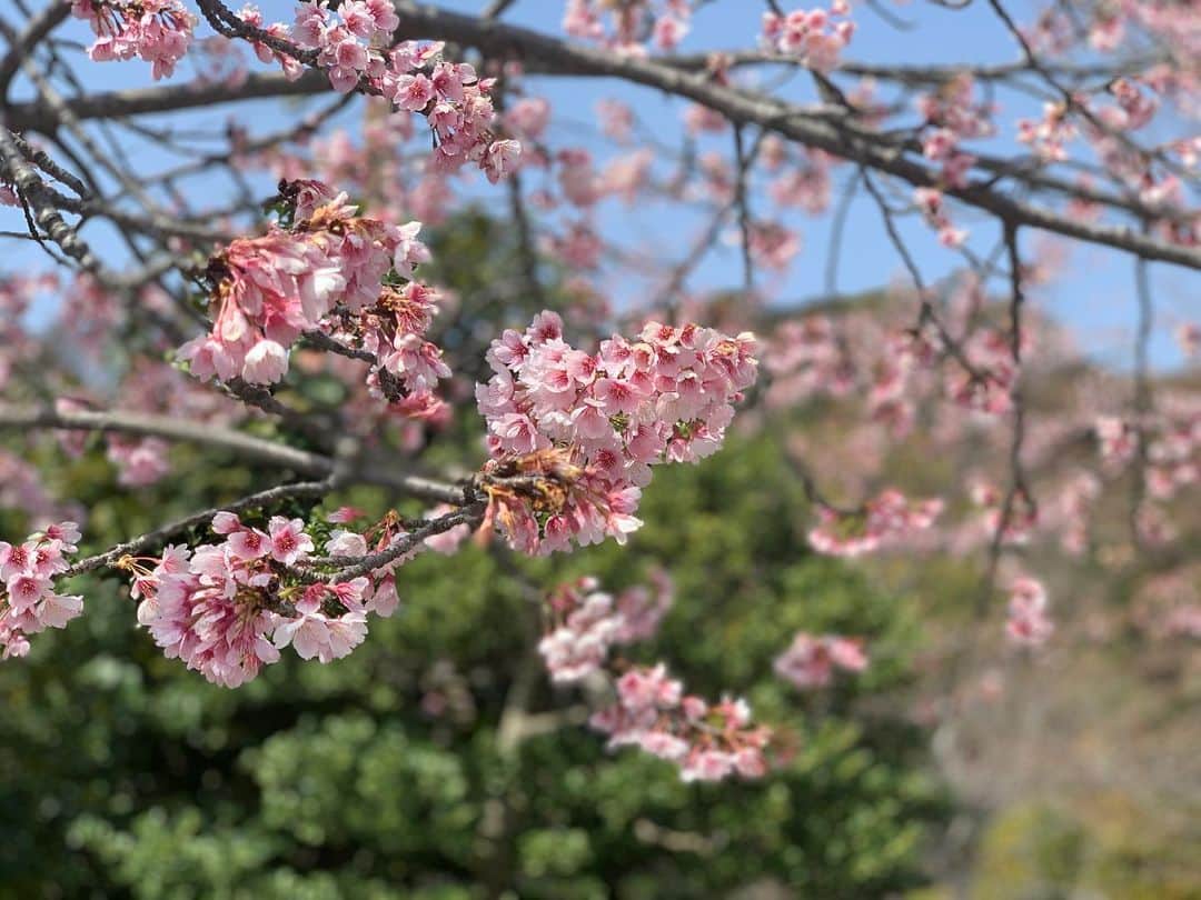 忍成修吾のインスタグラム：「暖かくなって桜も咲き始めましたね。 木瓜の花も。 興味本位で頼んだ『桜うどん』が思った以上に美味しかったです。」