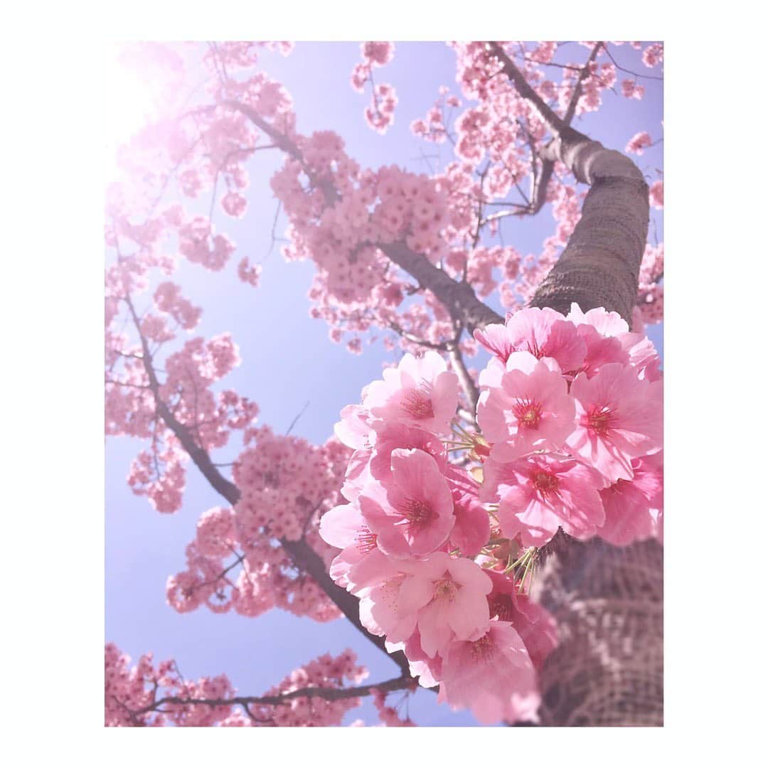宮本笑里のインスタグラム：「春のお天気、気温は不安定になりがちですね。  呼吸を丁寧に、自分のペースで…。  心と身体を整えて参りましょう🌸」