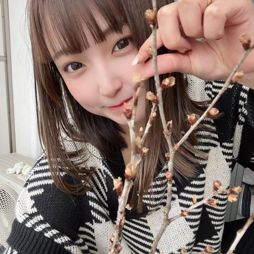 かやくまのインスタグラム：「桜の木🌸🌸🌸」