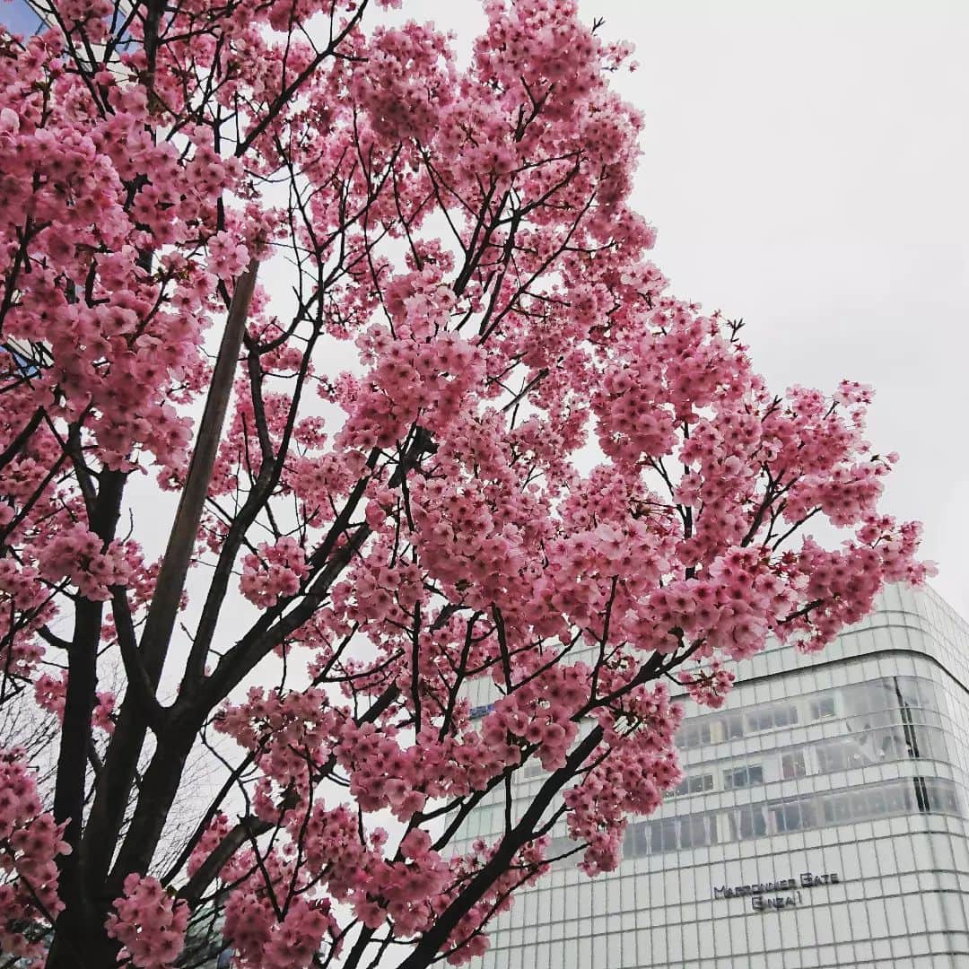 小島奈津子さんのインスタグラム写真 - (小島奈津子Instagram)「2022*3*26 本日の銀座の桜🌸 加工せず、まさにこの桜色です。 来週は都内の色々な桜、めぐります📺❇️ ． #東京雨がパラパラ程度でよかった！ #桜🌸長持ち願う」3月26日 17時42分 - kojimanatsuko_official