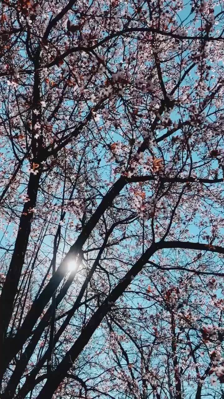 リュプカ・ゴイッチのインスタグラム：「Hvala (🙄) Domi kaj ujutro bas naj, naaj, naaajranije mora van, kad je koncentracija peludi u zraku najvisa (🤦🏻‍♀️) i hvala @philipshomeliving_hr #AirPurifier4000i kaj poslije spasi stvar i u svega 5 minuta procisti zrak iznutra i nas koji smo stigli izvana… Pa kad Clean Home+ aplikacija pokaže 'GOOD' kvalitetu zraka, Domo i ja smo opet u 'GOOD' odnosima 😂  P.S. @crvekvriti hvala i tebi kaj sam ovu alergiju naslijedila od tebe 🤯   #KadKucaPostaneDom #philipsprociscivaczraka #philipsair #svakiudisajjebitan #bezvirusa #bezalergija #bezbakterija @philips_hr」