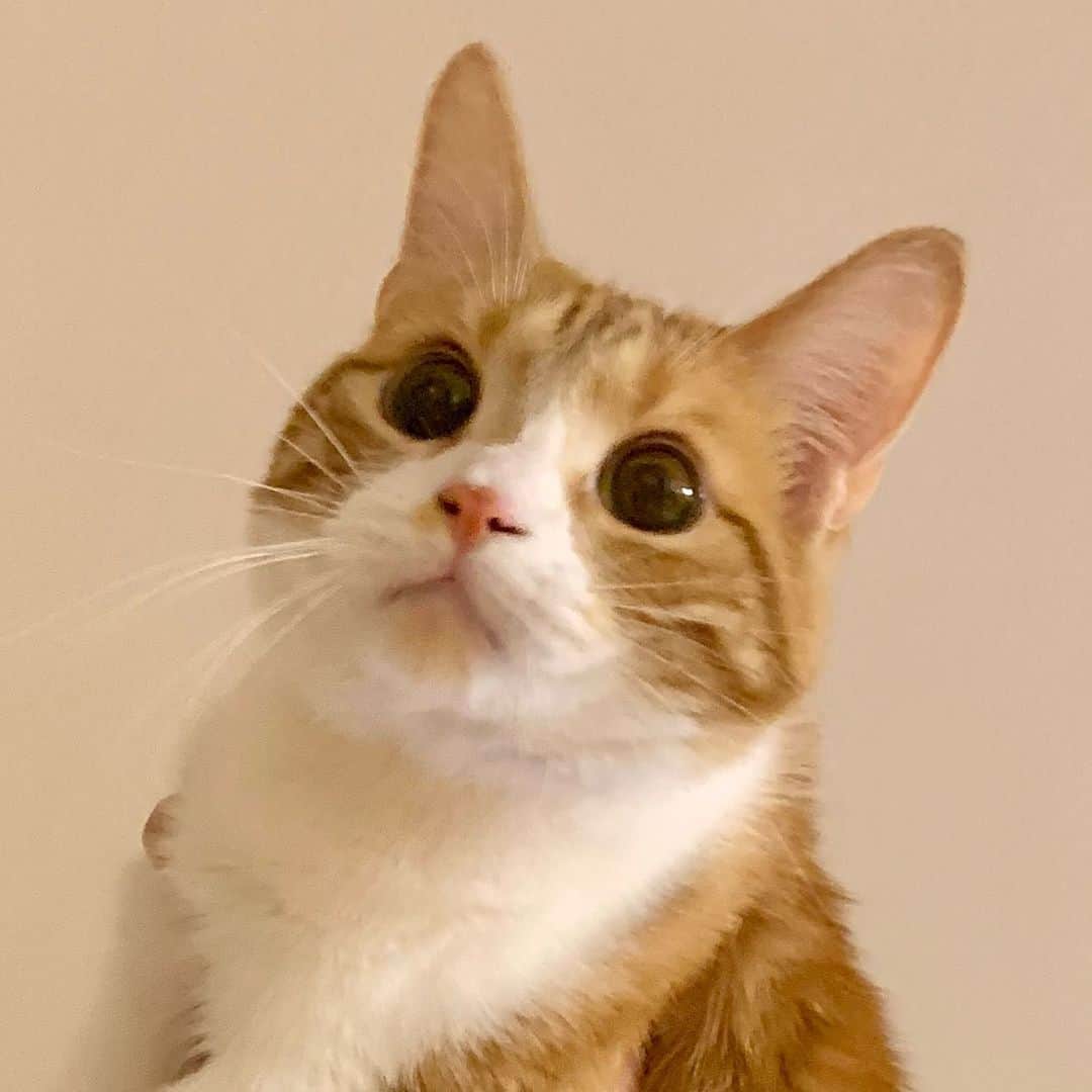 のってんのインスタグラム：「👀‼️」