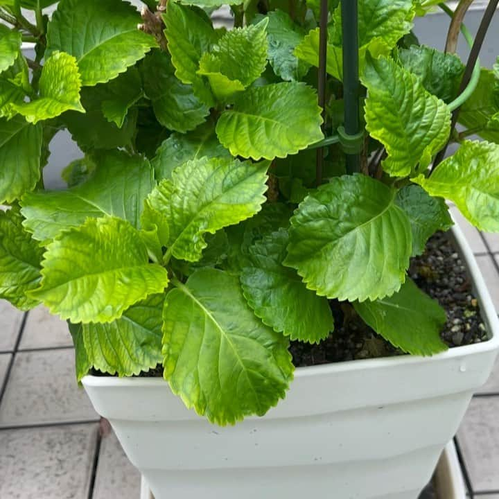 吉田玲奈のインスタグラム：「💠紫陽花💠 新芽がそだって葉がいっぱいになりました🌱 前回2/19に投稿した鉢と比べると順調に育ってくれました💚ありがとう💠  #紫陽花 #あじさい #芽が出た #花が好き #ガーデニング  #今年も咲いてくれそう #花のあるくらし  #ベランダガーデニング  #reinaflower🌸 #reinagarden🌸」