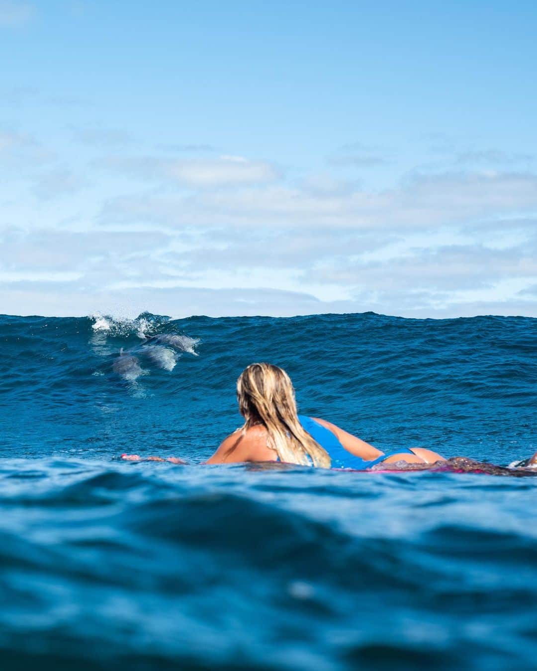 フェリシティー・パルマティアーのインスタグラム：「These experiences are what I live for 🐬😌 photo @laurentrickettphoto」
