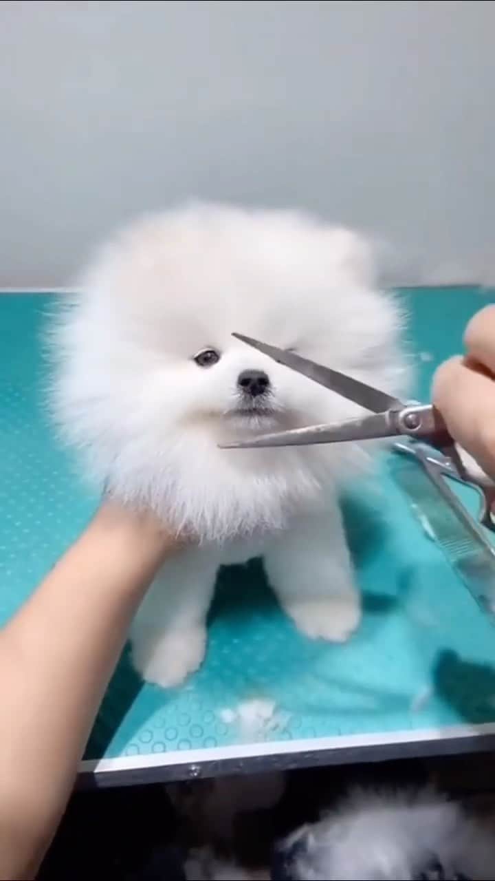 Animalsのインスタグラム：「Some cuteness for your weekend! 🐶 Who else is ready for summer?! Tag your dog lover friends!!!! via @animals_ki_duniyaa #Dog #Dogs #puppy #careful #doglovers #dogfluencer #doglover #india #doglife #instagram #treending #dogphoto #dogstagram #puppylove #dogwalker #cutedog #puppiesofinstagram #puppyoftheday #dogtricks」