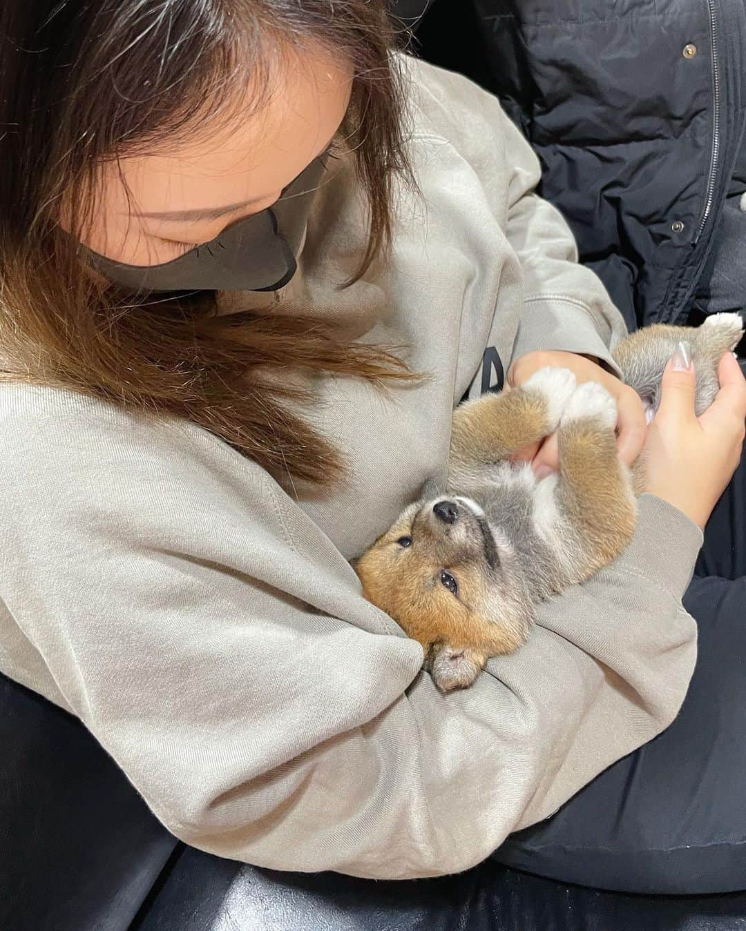 セキユウティンさんのインスタグラム写真 - (セキユウティンInstagram)「好想养🥺 #柴犬」3月26日 14時11分 - shi_yuting35