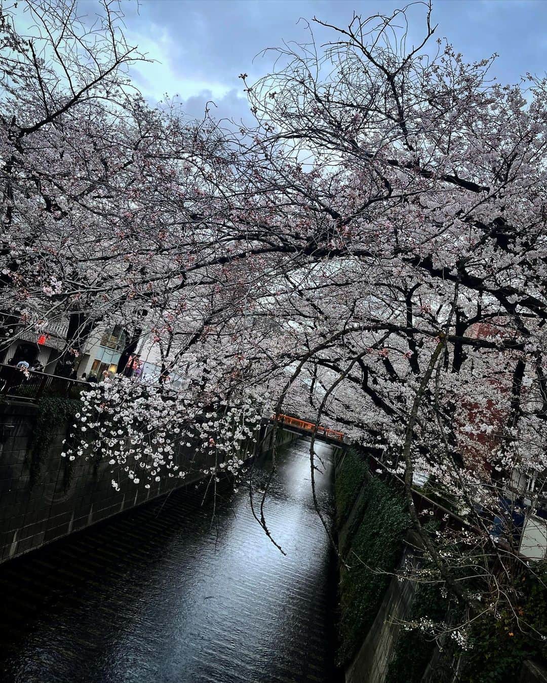 比嘉涼樹のインスタグラム：「🌸🌸🌸」