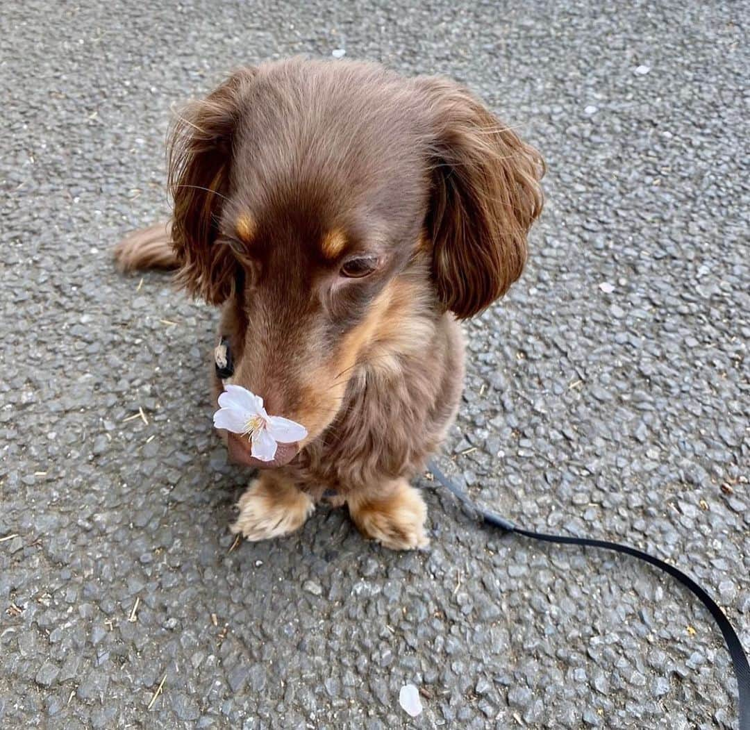 加瀬愛莉さんのインスタグラム写真 - (加瀬愛莉Instagram)「ろんぺ🐶🌸 ・ #dachshund #dog #dogstagram #sausagedog #cherryblossom #sakura #petlovers #petsagram #ダックスフンド #カニンヘンダックス #チョコタンダックス #愛犬 #花見 #桜 #駒沢公園 #駒沢公園ドッグラン #ドッグカフェ」3月26日 15時35分 - airi0413_k