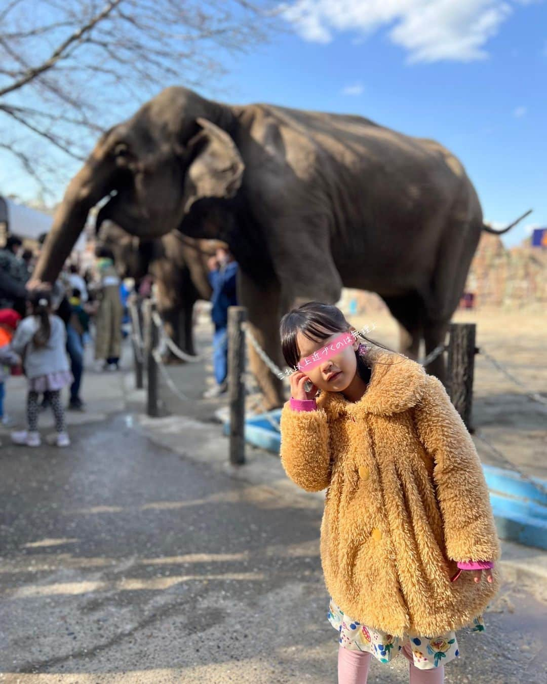 藤真美穂のインスタグラム：「🐘🐘🐘🐘🐘🇹🇭🤍 ヴィレッジを抜け出して #ぞうの国 へ。 ・ 本場タイの象使いの方々と サッカーしたり 絵を描いたり 芸をする象さん達の姿に 私は驚き過ぎて、胸がザワザワした😳🥺🤣 ・ 終始ワガコも釘付け！ でも相変わらずスーパービビりちゃん。 最後まで触れませんでした〜 ・ 象さんの鼻は 毛がフサフサで温かかった…！ ・ ・ ・ #ワガコはビビり過ぎて #ひっくり返ってたんこぶできたw #そういえば昔 #タイで象に乗ったのを思い出した　 #他にもたくさん動物いるよ #ランチは園内で #ドムドムバーガー 🍔🐘🍟 #animalwonderrezourt」