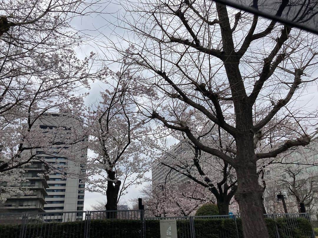 吉野裕行さんのインスタグラム写真 - (吉野裕行Instagram)「咲いてる〜と思いきや 思ったより散ってたり🌸 #さくら」3月26日 19時34分 - _yocchin_______