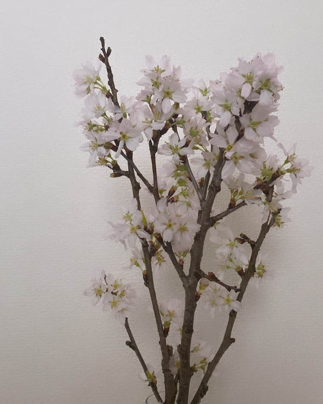 山田愛奈さんのインスタグラム写真 - (山田愛奈Instagram)「.  お部屋の桜  この時期になると 色んな思い出がいっぱい頭の中で 鮮明に浮かんで来ます  十人十色、人には人の生活や 生き方があるのでそれぞれの道で これからの未来を創って下さい🌸」3月26日 19時44分 - aina_yama