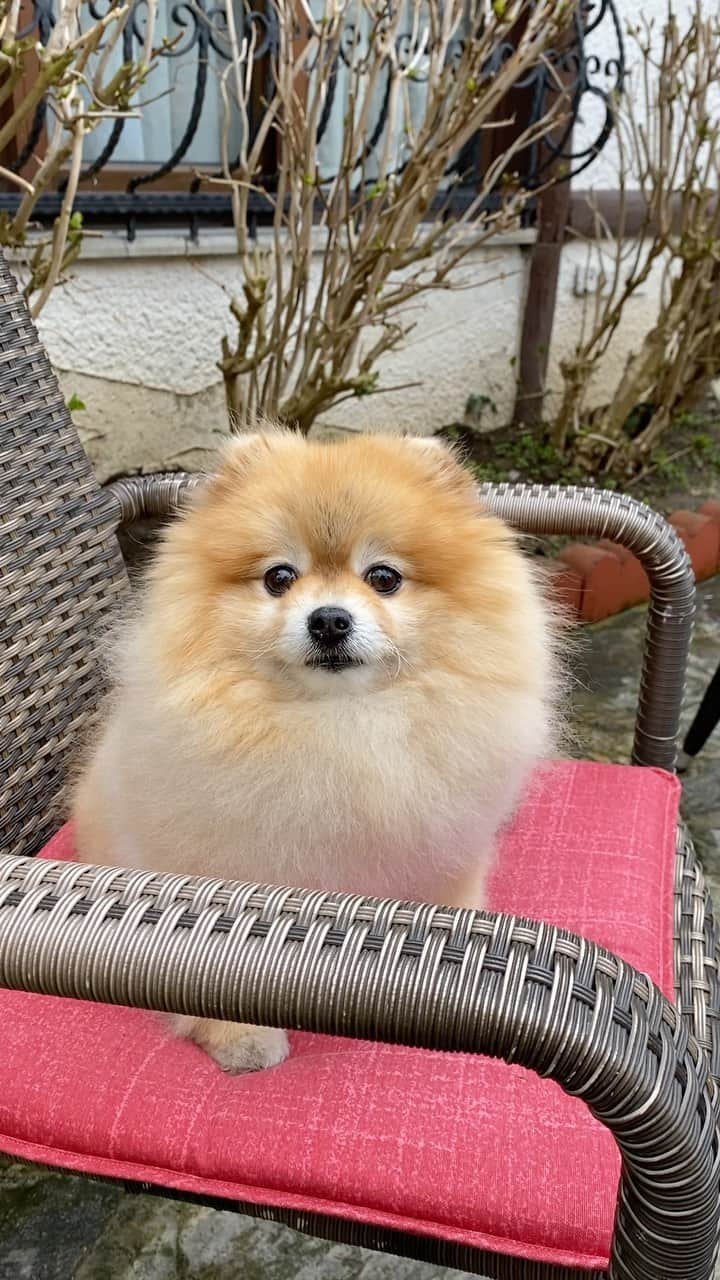 Shilaのインスタグラム：「Hello cats! 😼Look who is here 😈👻😎💨💨🐾🐾」