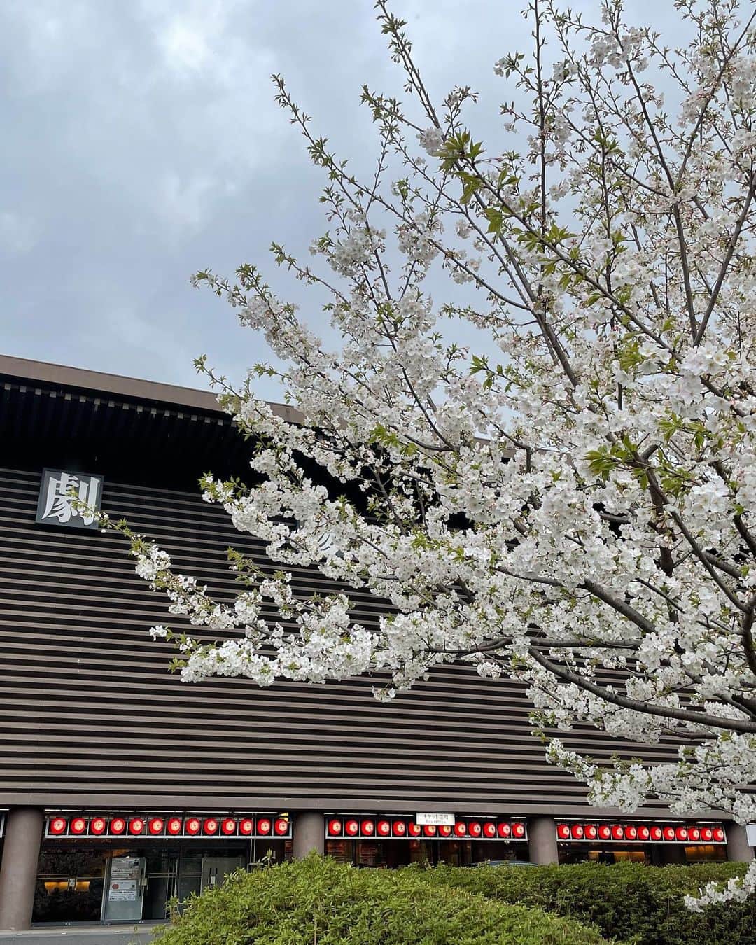 尾上菊之助のインスタグラム：「. 毎年三月は国立劇場の桜を楽しみに過ごしています。 写真は今日の桜です。 ⁡ #桜　#国立劇場」