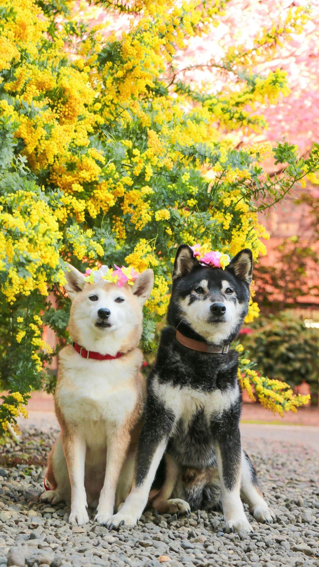 柴犬 けんしろう ゆりあのインスタグラム