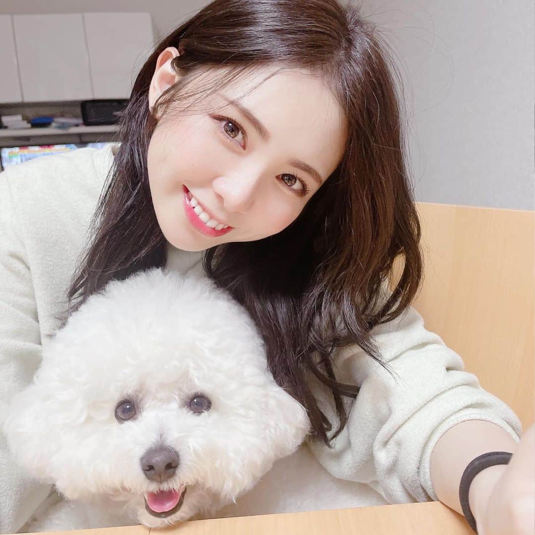西村歩乃果のインスタグラム：「アンディなう #ビションフリーゼ」