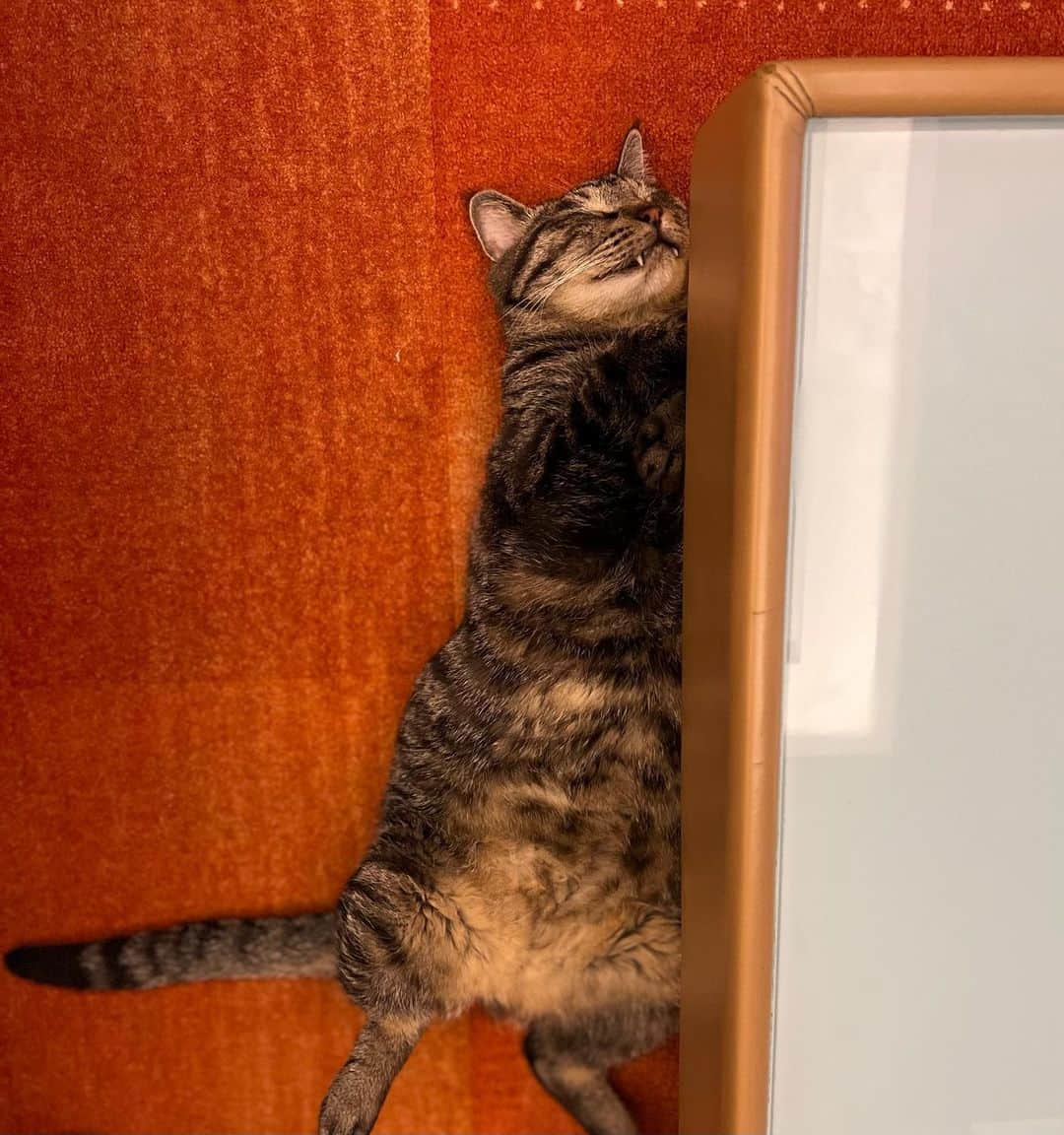 杉本彩のインスタグラム：「* * ある日のクロ😸  🤣🤣🤣  #あおむけに寝る猫」