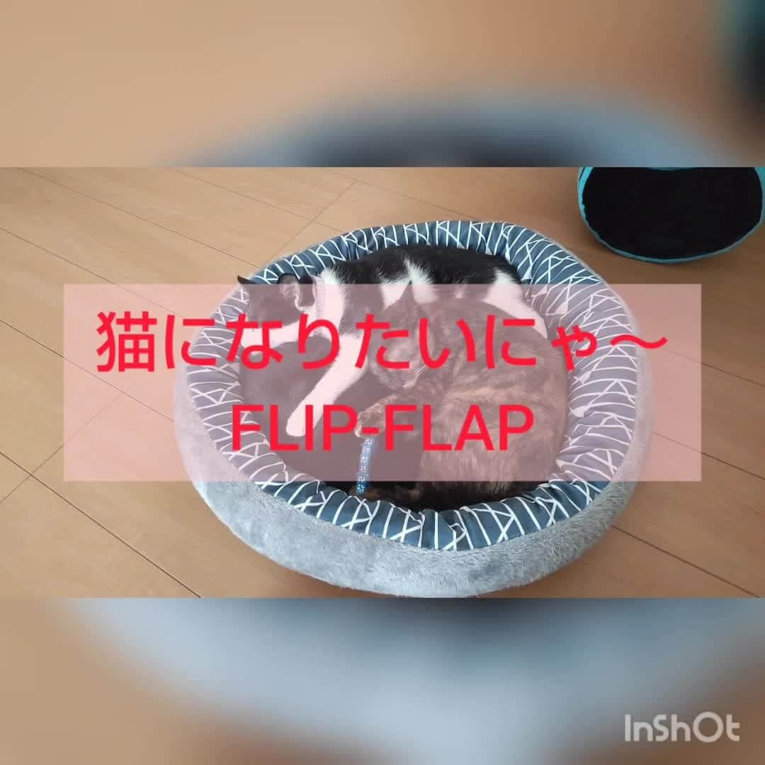 yukoのインスタグラム：「【酔っぱらって歌ってみた】  好評に付きｗ、第２段♪  ーーーーーー 猫になりたい FLIP-FLAP ーーーーーー  ウクレレはaikoにゃ～💕」