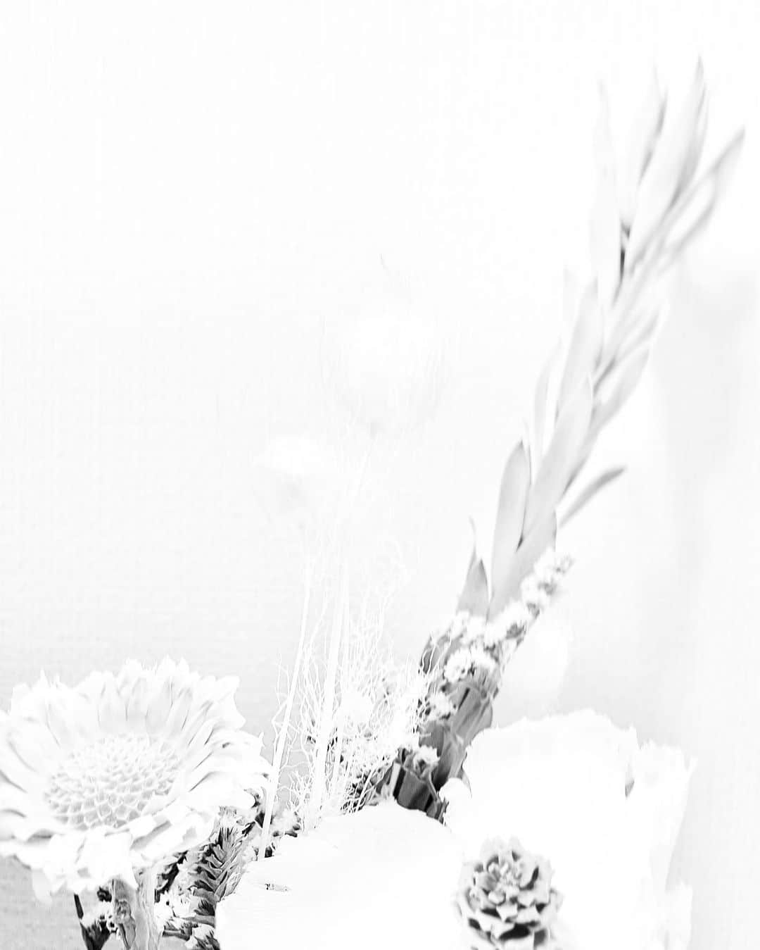 池田彩夏のインスタグラム：「🌷🌷🌷 #dryflower #花のある暮らし」