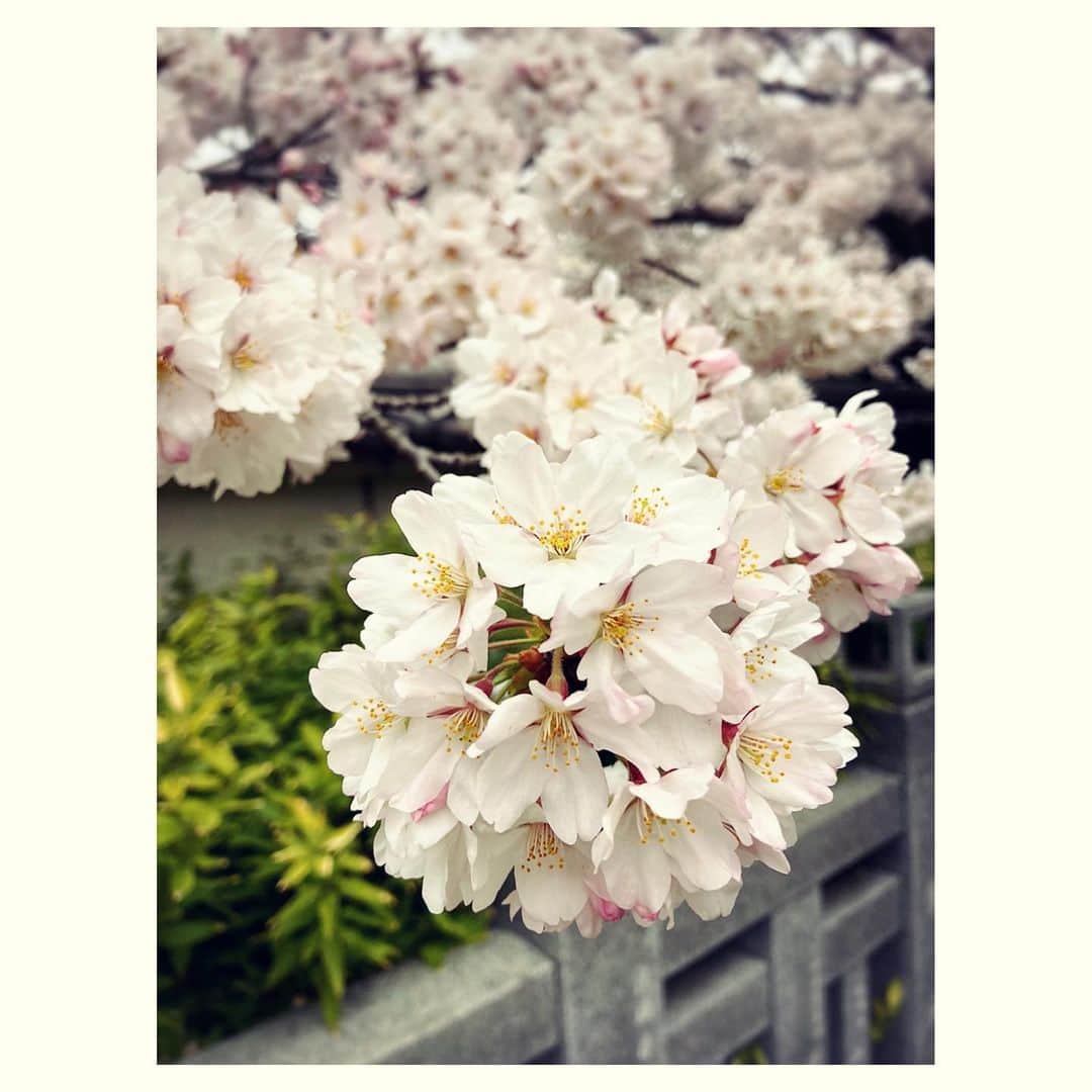 原田佳奈さんのインスタグラム写真 - (原田佳奈Instagram)「・ ・  近所の桜が満開。  去年これを見た時は妊婦だったな。  しんみり。  #春ですね」3月27日 12時56分 - kanaharada1211