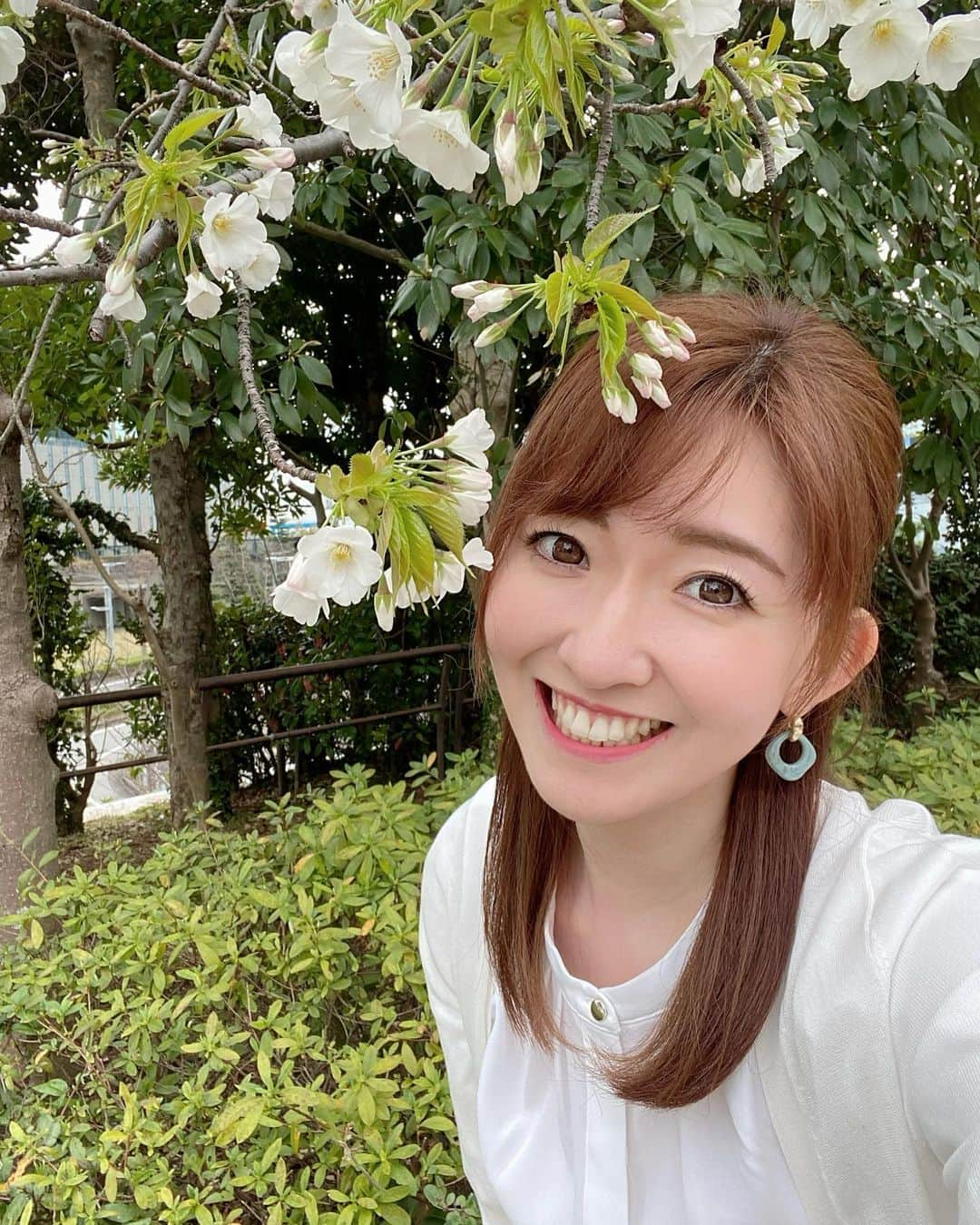 江川清音のインスタグラム：「⁡ お久しぶりですー！ パスワードを思い出しまして 約1年ぶりにログインできました😭✨✨ ⁡ そんな今日、マイ桜のさーやんやん桜を 見に行ったところ開花していました🌸🐝… ⁡ 春の訪れを実感😌 ⁡ #🌸 #桜 #春の訪れ #開花 #マイ桜 #さーやんやん桜 #オオシマザクラ #ウェザーニュース #ウェザーニュースキャスター #江川清音 #インスタ復活 #更新 #がんばろ  ⁡ ⁡」