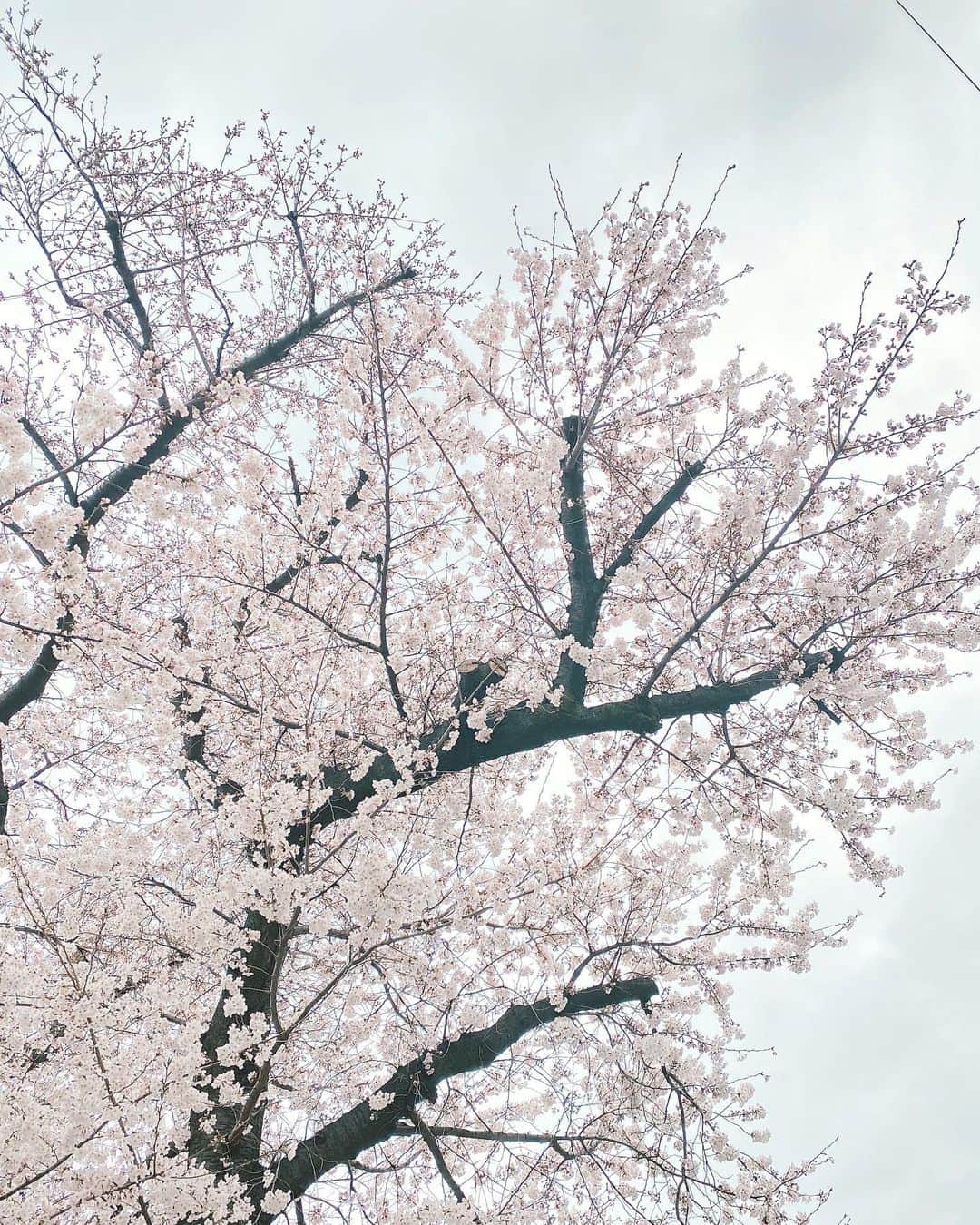 Rihwaさんのインスタグラム写真 - (RihwaInstagram)「桜前線、今どの辺だろう？☺️🌸  東京の桜は満開だよぉー！🌸🌸🌸  ラストシンデレラで篠原さんが演じていた主人公の名前も、「さくら」だったね🌸☺️ この前、再放送の最終回だったね🌸🥲 嬉しかったなぁ〜！！！！！😍 またいつか再放送されますように🥰💞🌸🌸🌸  #満開日 #桜」3月27日 9時42分 - rihwa_official