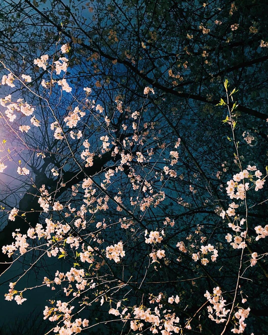 鷲尾伶菜のインスタグラム：「夜桜っていいよね、結構好き。 通りすがりに撮った。  #さくらの日」