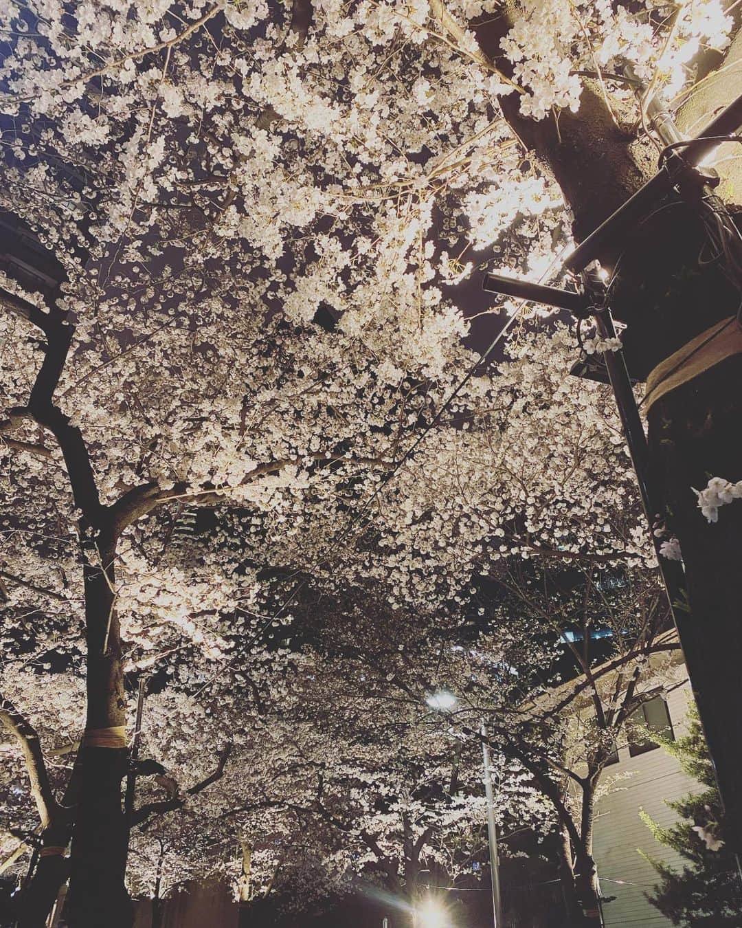 檜山沙耶さんのインスタグラム写真 - (檜山沙耶Instagram)「東京でも桜が満開に🌸 #桜 #満開 #薄桜鬼」3月27日 21時05分 - sayahiyama