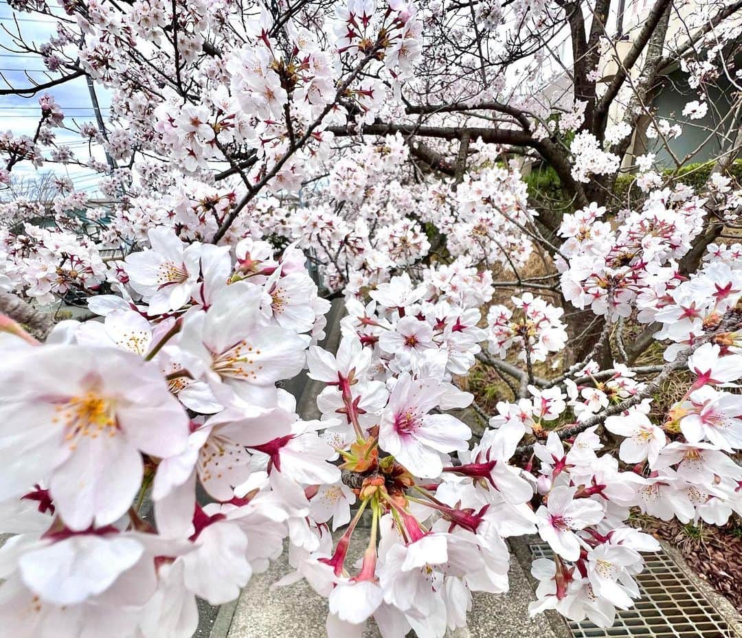 渡辺裕之さんのインスタグラム写真 - (渡辺裕之Instagram)「桜🌸満開 #桜 #ちょいさんぽ」3月27日 13時45分 - hiroyuki6267