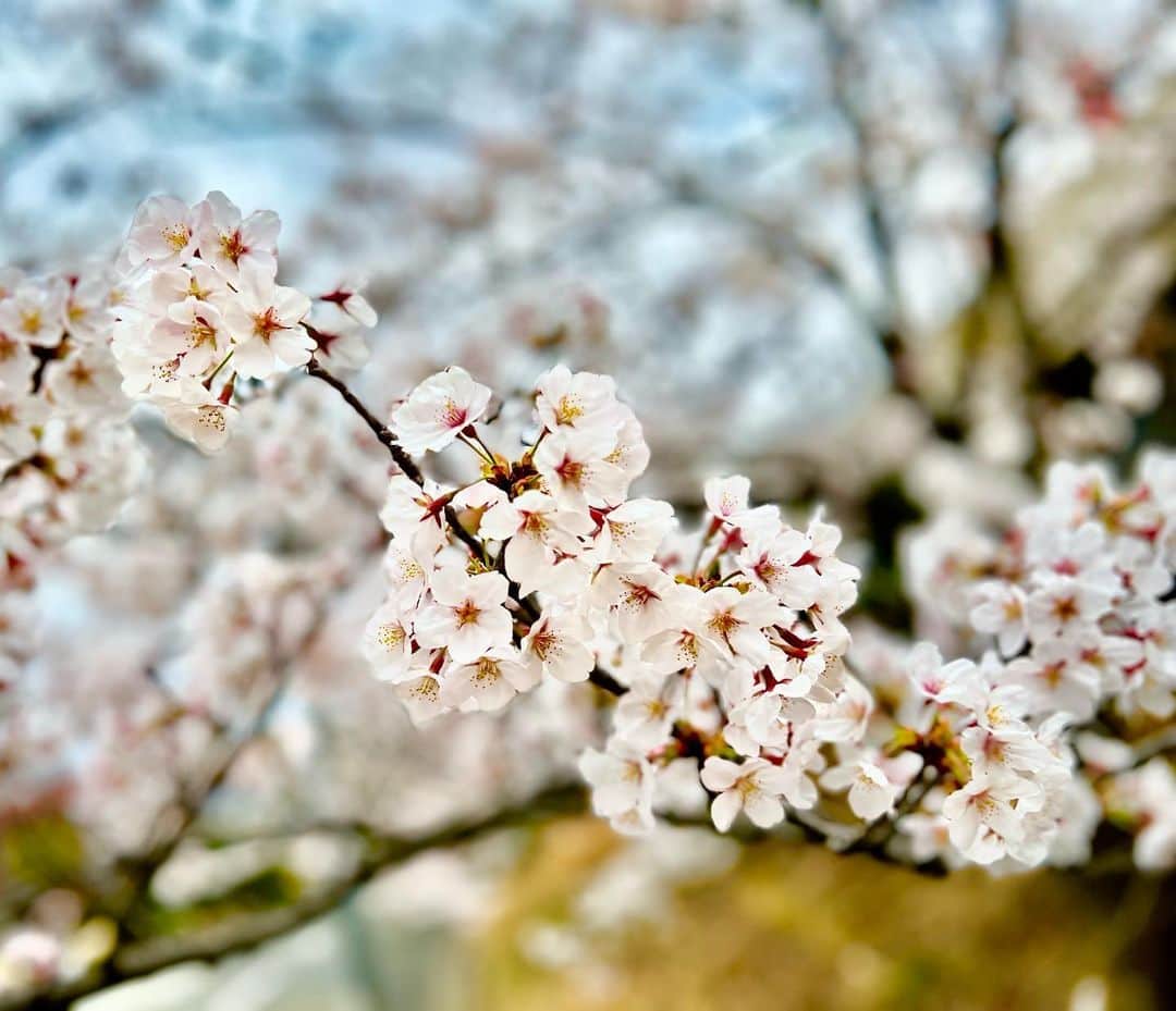 渡辺裕之さんのインスタグラム写真 - (渡辺裕之Instagram)「桜🌸満開 #桜 #ちょいさんぽ」3月27日 13時45分 - hiroyuki6267