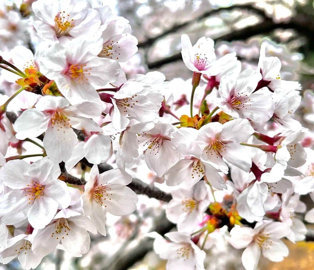 渡辺裕之さんのインスタグラム写真 - (渡辺裕之Instagram)「桜🌸満開 #桜 #ちょいさんぽ」3月27日 13時45分 - hiroyuki6267