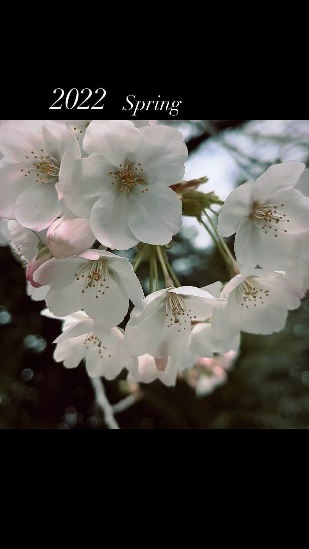 川口レイジのインスタグラム：「Japan🇯🇵  Cherry blossoms」